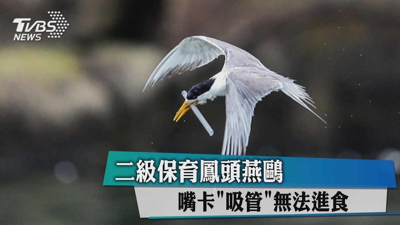 2級保育鳳頭燕鷗　嘴卡「吸管」無法進食