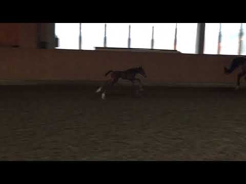 Fohlen Kannan - Numero Uno