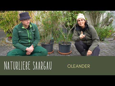 Oleander-Pflege im Herbst: Schnitt, Vermehrung & Blütenstände entfernen  #naturliebesaargau