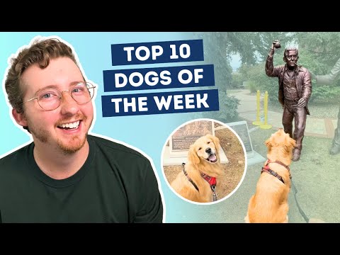 Golden Retriever Patiently Waits For Statue To Throw Ball