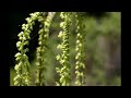 April March - Mignonette