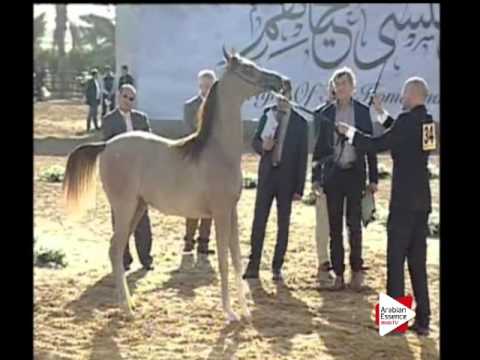 N.34 BASMAH AL BIDAYER - Ajman 2016 - Yearling Fillies 1 year old (Class 1B)