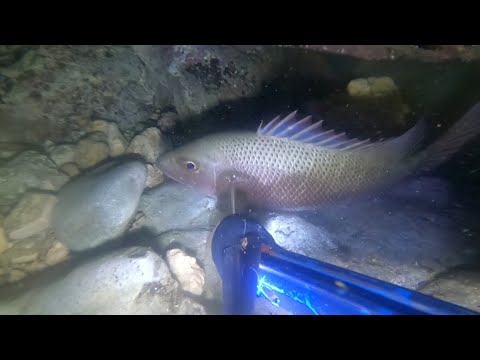 Baluktot ang pana ko sa mangagat na to! | spearfishing @ night