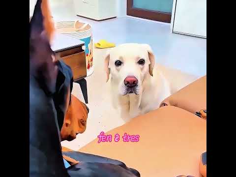 Différentes races de chiens, avec des tâches différentes.  #chien  #animals #shorts #funny