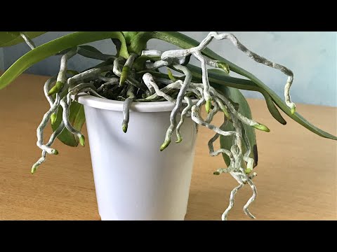 バスルームの蘭 暖かく湿った場所 近くの水を灌漑する