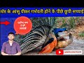क्या सच में मोरनी मोर के आंसू पीकर गर्�