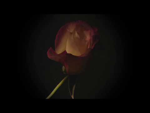 One rose - by Sandro Eristavi