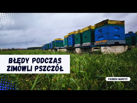 Najczęstsze błędy podczas zimowli pszczół