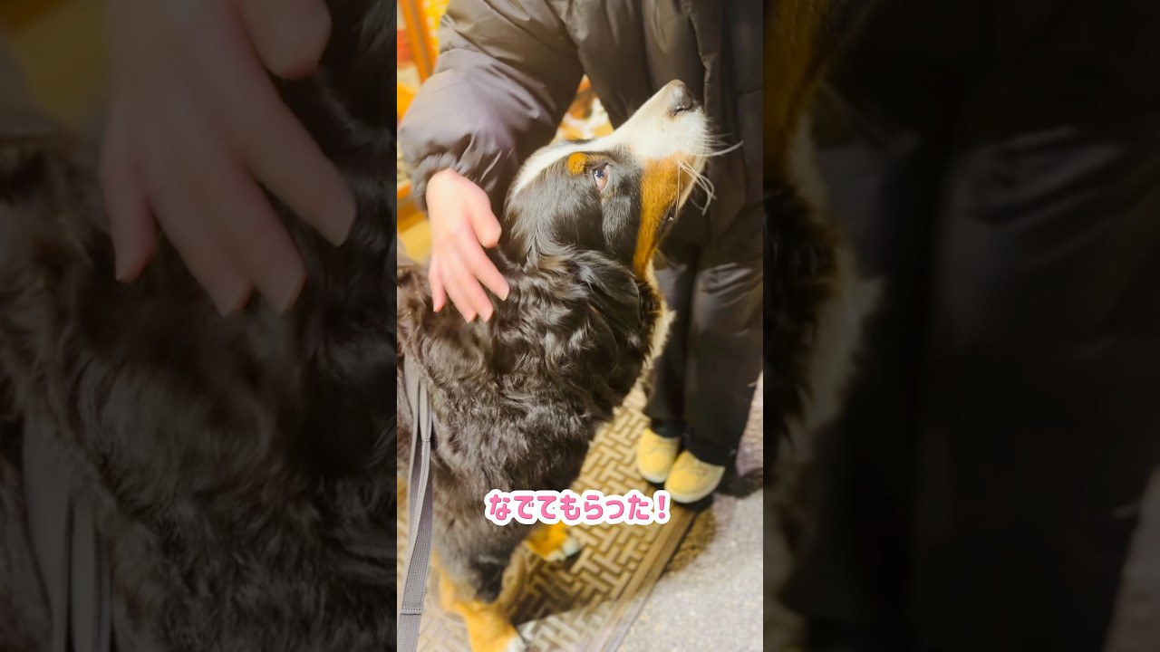 たい焼き屋さんの前でなでてもらったバーニーズ🐾