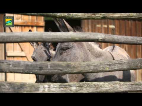 az Ős-Dráva Látogatóközpont hivatalos bemutatkozó kisfilmje (60 sec)