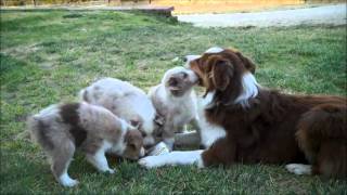 Sky Blue Aussies - Fun Morning!