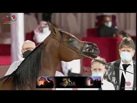 N 182 ROOH ALETEHAD   Emirates Arabian Horse Breeders Championship 2021   Mares 7 9 Years Old Class
