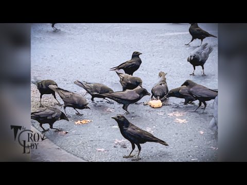 Crows Make Short Work of Abandoned Suet Cake