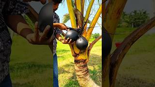 Download lagu Pick 2 unique and rare young black coconuts #coconutfruit #coconut mp3 Download lagu Pick 2 unique and rare young black coconuts #coconutfruit #coconut mp3