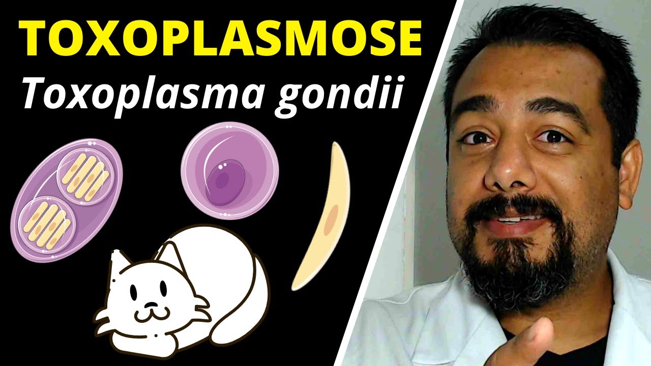 Toxoplasmose (Toxoplasma gondii) | Curso de Parasitologia | Ciclo, Sintomas, Diagnóstico