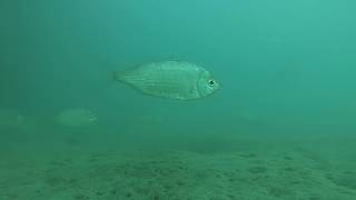 preview picture of video 'Fishing Spot Perth Western Australia - Coogee Jetty Underwater Video'