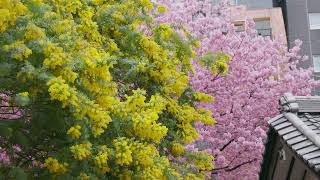 蔵前神社のミモザと早咲きの桜