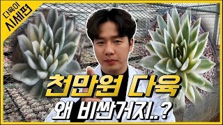 다육식물 시세 (천만원 다육..? 왜 비싸지..?) -  다육식물 재테크