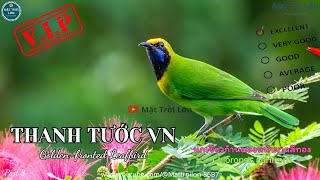 Download lagu ✅Tiếng chim Thanh tước Việt Nam mồi chuẩn không tạp âm | Golden-fronted Leafbird sound call (P3) mp3 Download lagu ✅Tiếng chim Thanh tước Việt Nam mồi chuẩn không tạp âm | Golden-fronted Leafbird sound call (P3) mp3