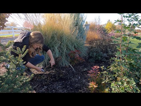 Pros & Cons of Fall vs. Spring Garden Cleanup! 🍂✂️🤎 // Garden Answer