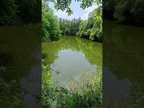 Lake #tanzeeldiaries #shorts #lake