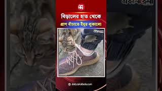 বিড়ালের হাত থেকে প্রাণ বাঁচাতে ইঁদুর লুকালো মানুষের পায়ে ! | Daily Sakalbela