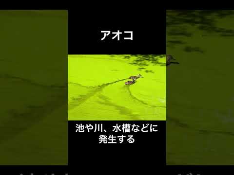 危険な植物 庭の耐性 耐寒性 干ばつ ジギタリス 人気の観賞用植物