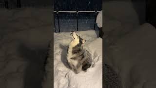 A dog in winter.#dog #dogshorts #funny #doglife