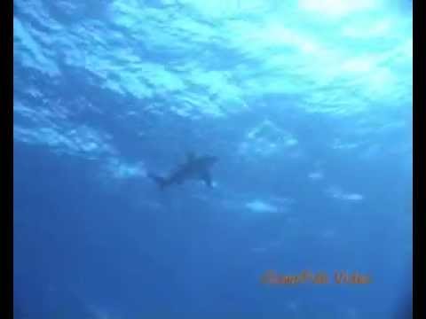 Hochsee-Weißspitzenhai