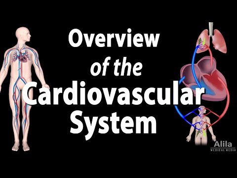 Cardiovascular System Overview, Animation