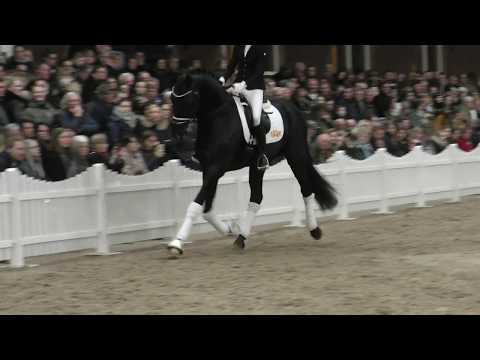 Auf der Hengstvorführung mit V-Plus