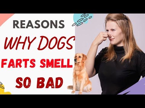 YouTube video about: Why do my dogs farts smell like rotten eggs?