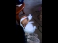 LiLu talking