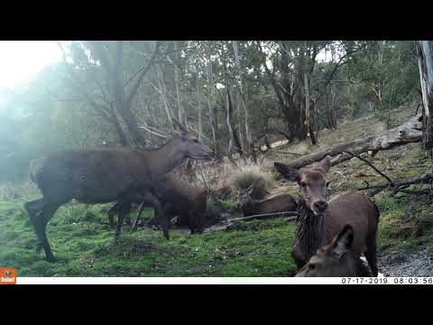 Red Deer Wallowing and Playing - Bushnell Aggressor Trail Camera