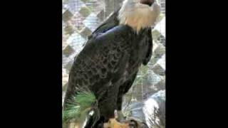 preview picture of video 'Acadia Wildlife Foundation Eagle Project'