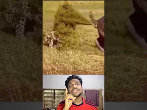 Cheettah Cheetti Pandaradangi 😁😂🥲💨📈#viralshorts #memes #pets #animals #cheetah #tiger #kerala