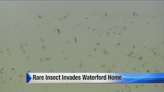 Rare insect invades Waterford home