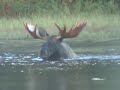 Bull Moose Alaska Hidden AK Master Guide Mike Bowden