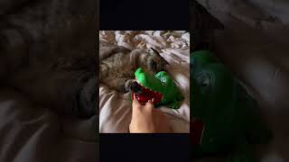 Download lagu o reflexo do gato💀 #fyp #gato #reflexo mp3