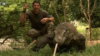 Komodo Dragon the largest Lizard on earth Video