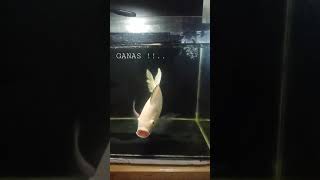 Download lagu Galaknya bukan maen | mujair di aquarium #shorts mp3