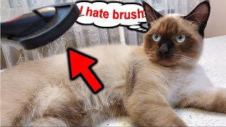 My Cat Hates Brushing 😾 but I Found a Very Good Solution 👍