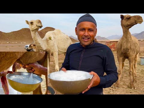 Milking Camels in Saudi Arabia | Drinking Camel Milk For The First Time | Village Food Secrets