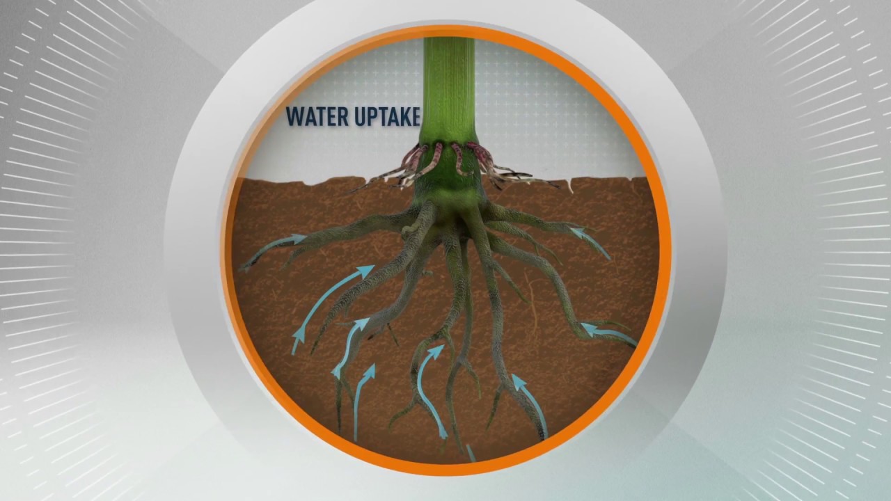 DroughtGard® Hybrids