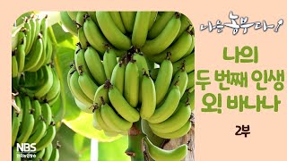 [나는농부다 243회 2부] 나의 두 번째 인생, 오! 바나나