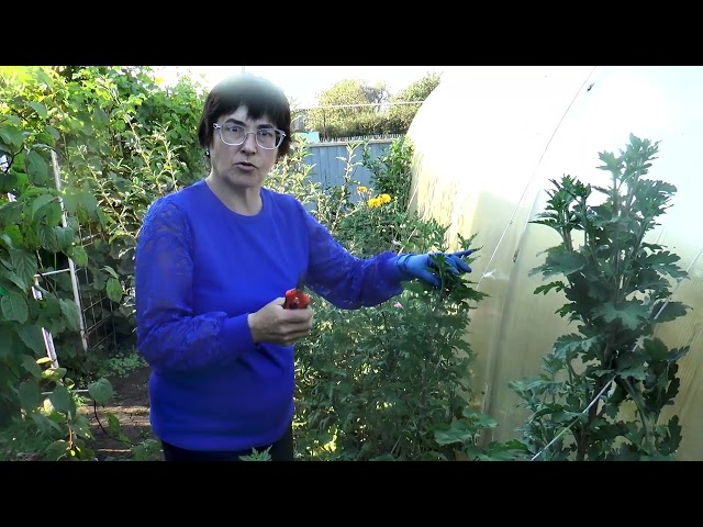 Чүп үсәргә урын калдырмыйм. Гүзәлия Шәйгарданова