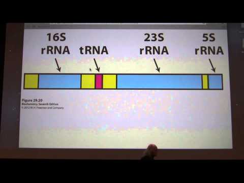 45.  Kevin Ahern's Biochemistry - Transcription II
