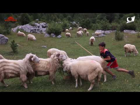 Pusho Shqiptarce Plava dhe Gucia