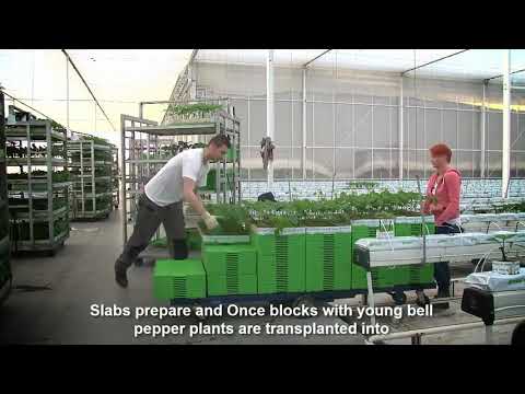 Awesome Greenhouse Bell Pepper Farming - Modern Agriculture Technology