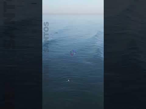 Grupo de golfinhos é avistado na orla da Vila Caiçara, em Praia Grande.